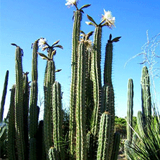 cactu san pedro